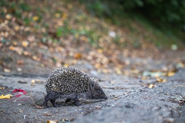 马丁内斯：输球能让球队成长；球员受伤或停赛就不会留在集训